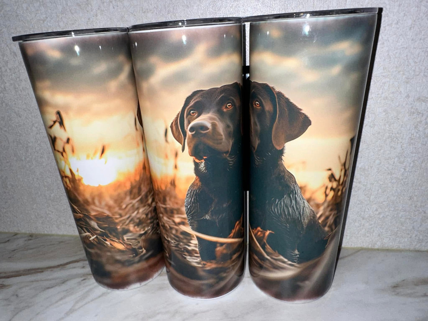 Chocolate Lab